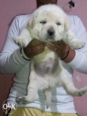 Labrador white colour puppies available top