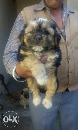 Lhasa apso puppies available for