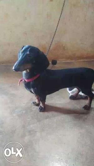 Male Dashund for sale..show quality dog.1.3month