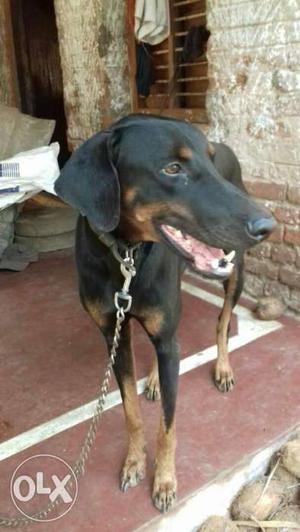 Male Doberman only for crossing good and heldhy