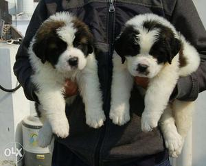 NAGPUR:--DOGS ONLINE 865' PEST pug • Labrador •