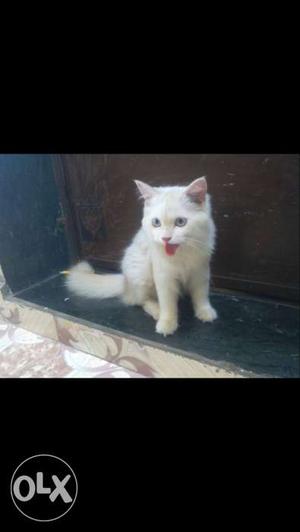 Persian Cat Whit Colour Four Months Old Light