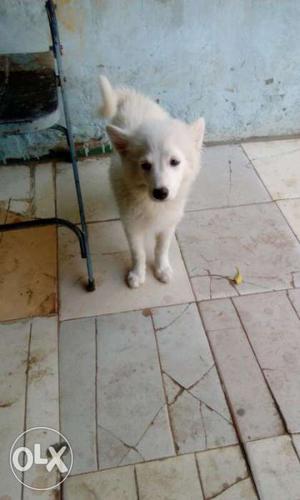 Pom female 2 month old arjant and fix rate