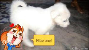 Pomeranian white female puppy available