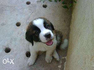 Princy kennel;-saint bernard male and female all pupps i am