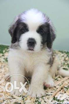 Princy kennel;-saint bernard puppy free home delivery and