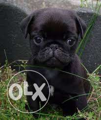 Pug black female puppy pure breed show quality Nice and