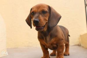 Quality Dachshund female puppy. Only interested