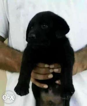 Rajkot:-- Boxer" Beagle" Pomerian* All Puppeis