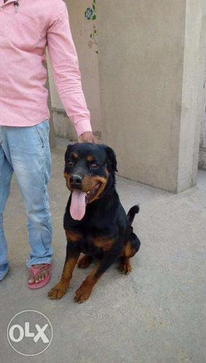 Rott for matting 1.6 year old or Sell or exchange