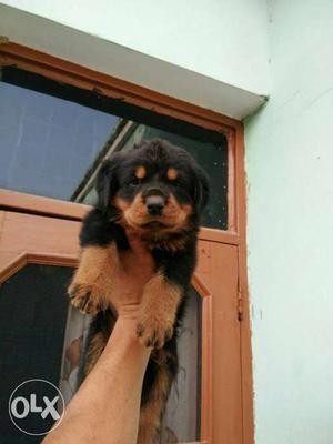 Rott male and female puppy for sale