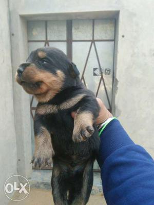 Rott pupp for sale.only serious buyer can call