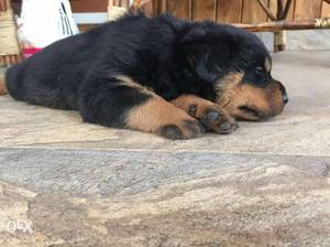 Rott puppies for sale 2male
