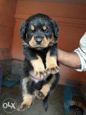 Rottweiler female puppies available show quality