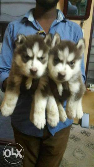 Siberian Husky Puppies available good quality puppies