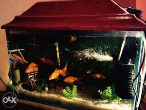 Strong fish equarium Length 2 feet Height 15 inch