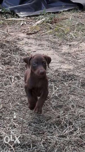 Top qlty Brown colour doberman puppy
