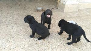 Top quality Labrador puppies ready for sell