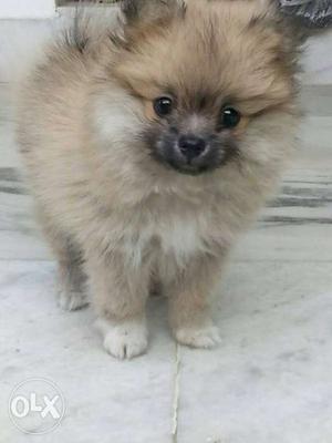 Toy pom female pup for sale plz contact