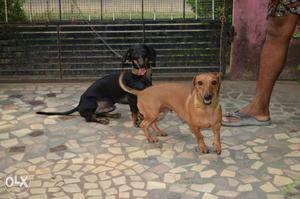 Two Black And Tan And Tan Dachshund