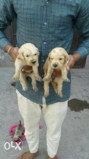 Two Brown Short Coat Puppies
