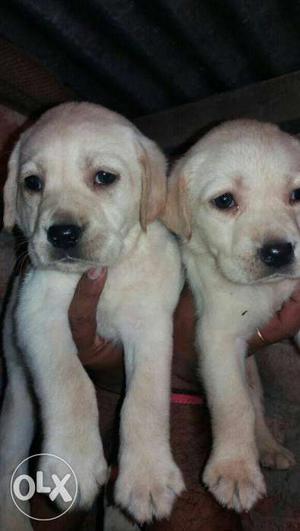 Two Yellow Labrador Retreiver Puppies