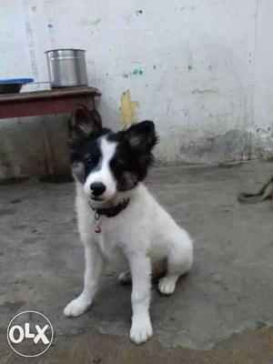 White And Black Short Coated Puppy \