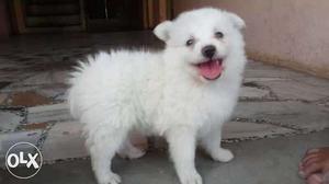 White Coated Puppy