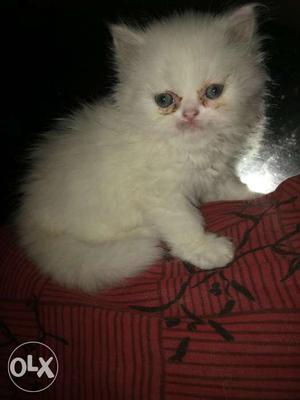 White punch face Persian kitten female