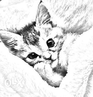 Drawing Of Cat