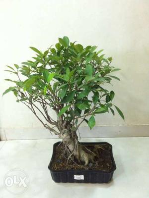 Ficus bonsai more than 8 years old