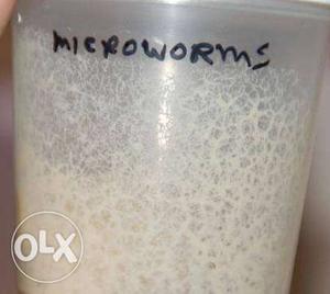 Microworms culture for fish and fish babies.