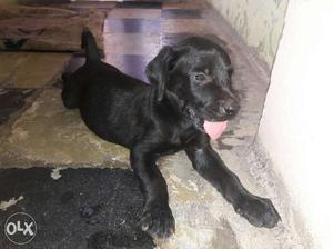 1 month 12 days black labrador puppy pure breed