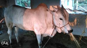 1 year old pure Kangeyam bull (kaalai) for sale