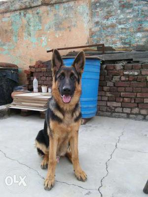 1 years old dog German shepherd