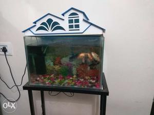11 fishes and big tank pump and stand stone s