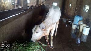 11month old ongole male calf for sale