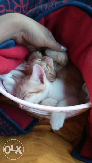 2 Orange And White Tabby Kittens