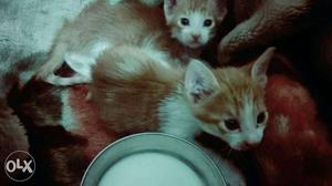 2 White-and-orange Tabby Kittens