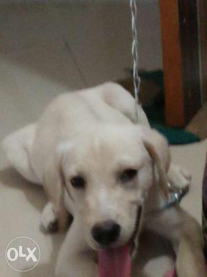 2 month old Labrador puppy sell