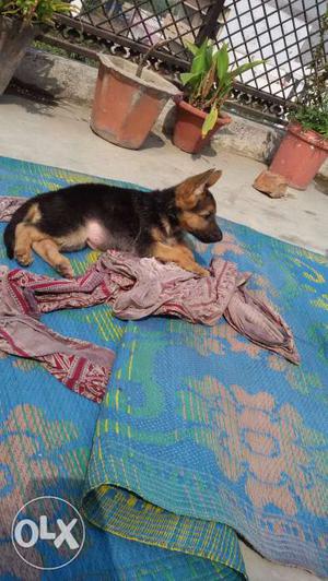 2 months Female gsd all vaccination done..