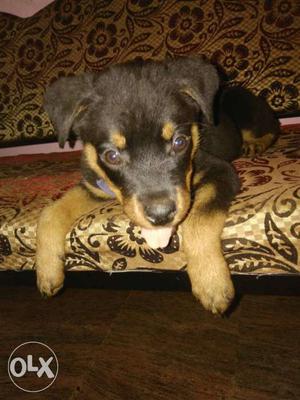 2 months old Male Rottweiler for sale at