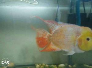 2 year old 10 inches flowerhorn for immediate