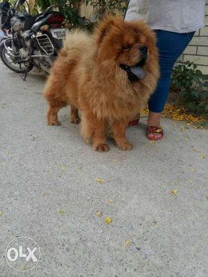 21 months old chow chow male for sale. location