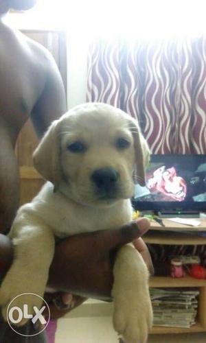 2months old vaccinated lab female puppy for sale