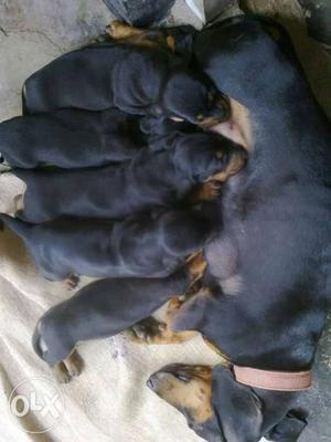 30 day old top dachshund puppyies for sale kothamangalam