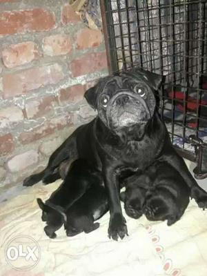 30 days old black pug male puppy available