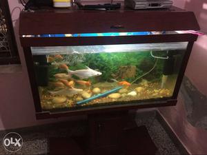 3feet aquerium with fish and other accessories
