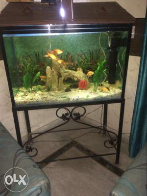 3x2 aquarium in a good condition with fishes