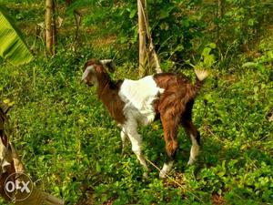 4 month female goat (1 number) Nadan aadu Good